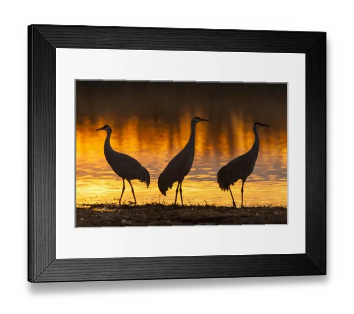 Framed Print : USA, New Mexico, Bosque Del Apache National Wildlife Refuge. sandhill cranes sunrise Credit as