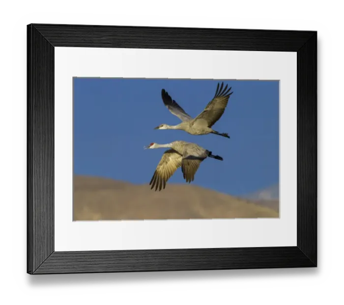 Framed Print : USA, New Mexico, Bosque Del Apache National Wildlife Refuge. sandhill cranes, adult and juvenile Framed Print : USA, New Mexico, Bosque Del Apache National Wildlife Refuge. sandhill cranes, adult and juvenile