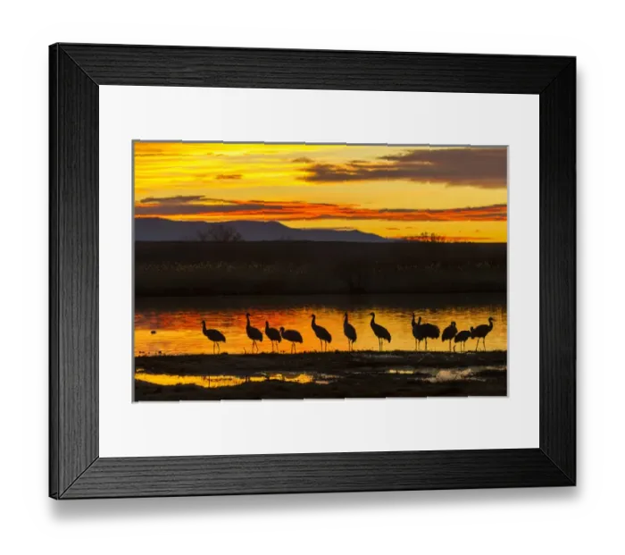 Framed Print : USA, New Mexico, Bosque Del Apache National Wildlife Refuge. sandhill cranes sunrise Credit as Framed Print : USA, New Mexico, Bosque Del Apache National Wildlife Refuge. sandhill cranes sunrise Credit as