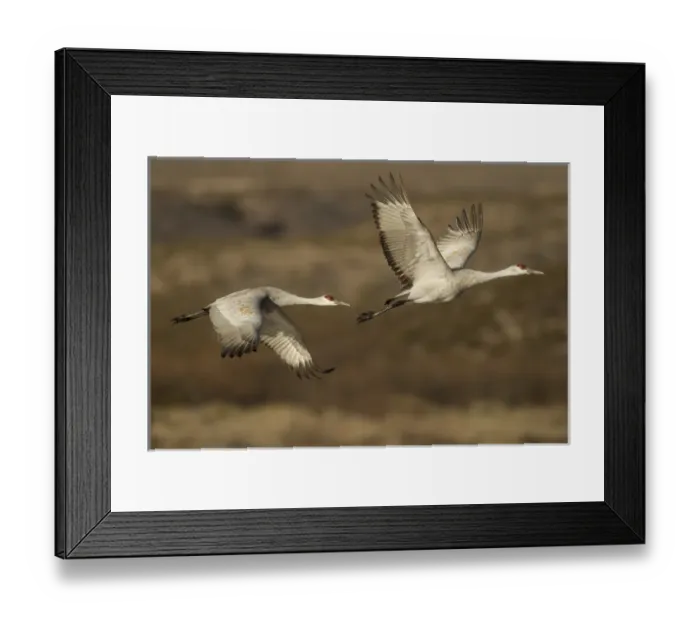 Framed Print : USA, New Mexico, Bosque Del Apache National Wildlife Refuge. sandhill cranes in flight Credit as Framed Print : USA, New Mexico, Bosque Del Apache National Wildlife Refuge. sandhill cranes in flight Credit as