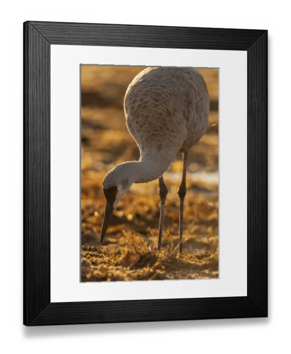 Framed Print : USA, New Mexico, Bosque Del Apache National Wildlife Refuge. sandhill crane foraging Credit as Framed Print : USA, New Mexico, Bosque Del Apache National Wildlife Refuge. sandhill crane foraging Credit as