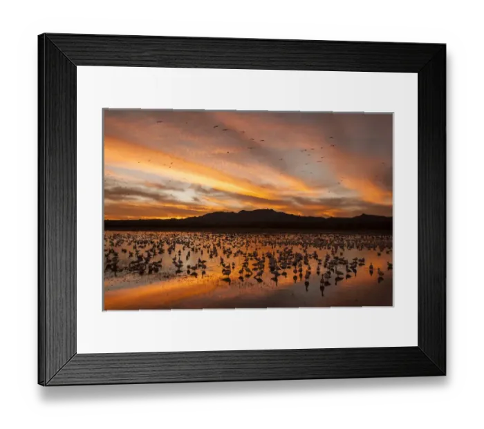 Framed Print : USA, New Mexico, Bosque Del Apache National Wildlife Refuge. snow geese sunset Credit as