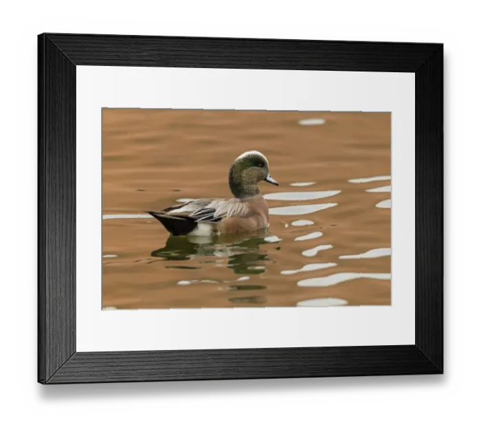 Framed Print : USA, New Mexico. American widgeon duck in water