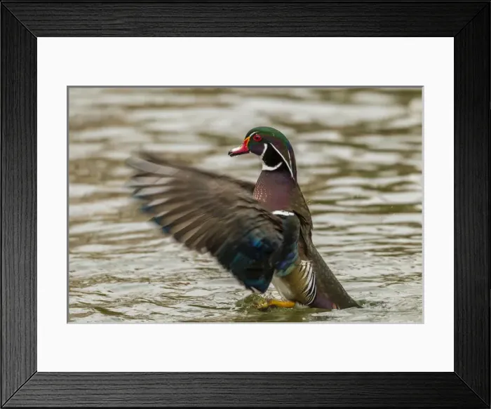 Framed Print : USA, New Mexico. Wood duck taking off in water