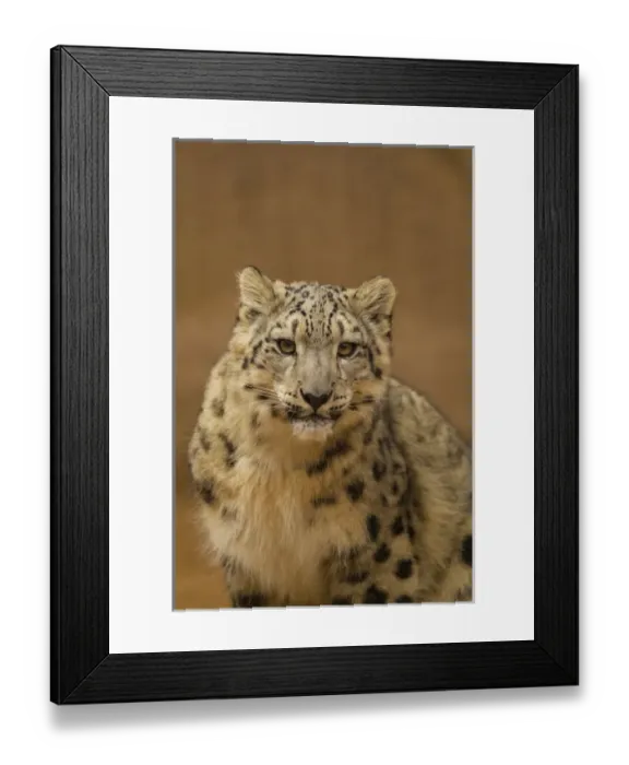 Framed Print : USA, New Mexico, Albuquerque. Close-up of snow leopard in Rio Grande Zoo. Credit as