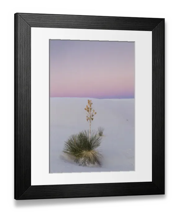 Framed Print : USA, New Mexico, White Sands National Monument. Yucca plant at sunset. Credit as