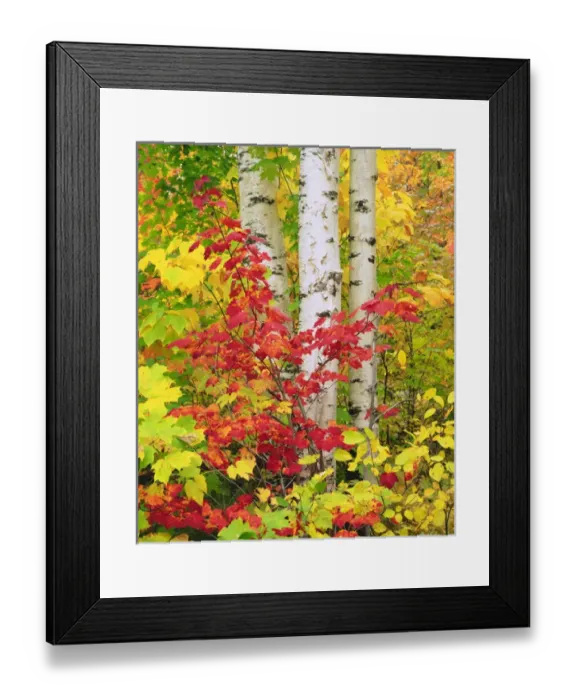 Framed Print : USA; New York; Adirondack Park; Autumn colors of Birch and Maple trees Framed Print : USA; New York; Adirondack Park; Autumn colors of Birch and Maple trees