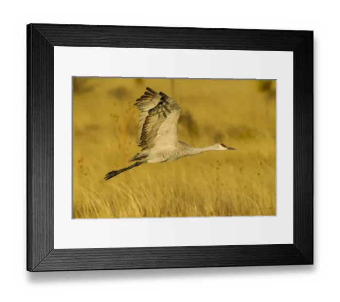 Framed Print : USA, New Mexico, Bosque del Apache National Wildlife Refuge. Sandhill crane in flight Framed Print : USA, New Mexico, Bosque del Apache National Wildlife Refuge. Sandhill crane in flight