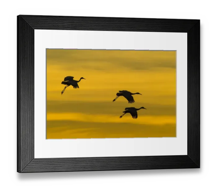 Framed Print : USA, New Mexico, Bosque del Apache National Wildlife Refuge Framed Print : USA, New Mexico, Bosque del Apache National Wildlife Refuge