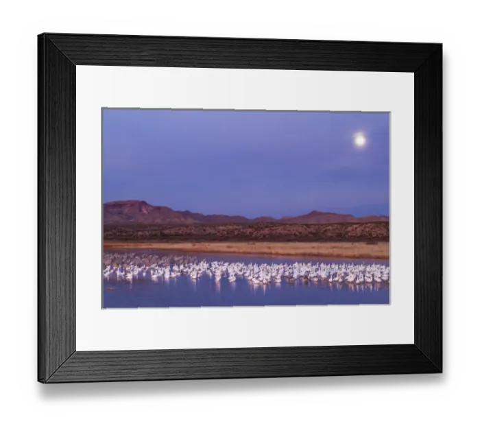 Framed Print : USA, New Mexico, Bosque del Apache National Wildlife Refuge. Moonset over snow geese