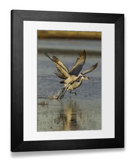 Framed Print : USA, New Mexico, Bosque del Apache National Wildlife Refuge. Two sandhill cranes taking flight Framed Print : USA, New Mexico, Bosque del Apache National Wildlife Refuge. Two sandhill cranes taking flight