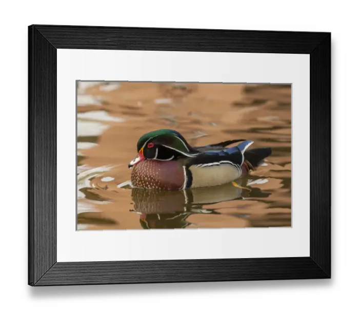 Framed Print : USA, New Mexico. Wood duck swimming in water