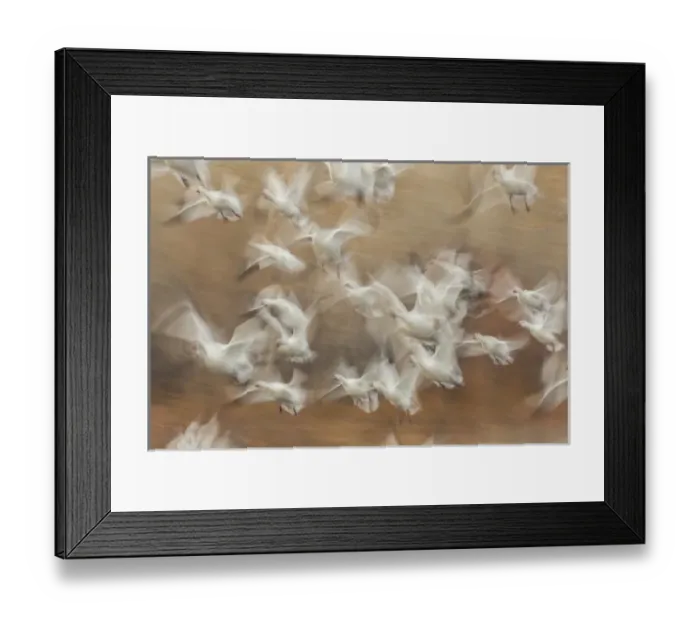 Framed Print : USA, New Mexico, Bosque del Apache National Wildlife Refuge. Flock of snow geese taking flight Framed Print : USA, New Mexico, Bosque del Apache National Wildlife Refuge. Flock of snow geese taking flight