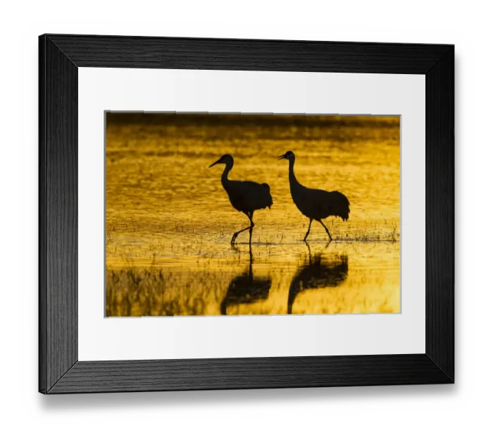 Framed Print : USA, New Mexico, Bosque del Apache National Wildlife Refuge. Silhouette of sandhill cranes in water