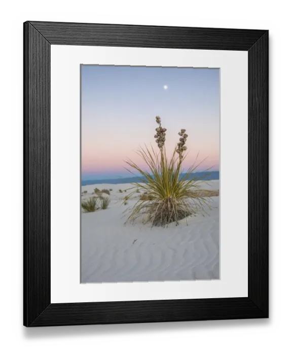 Framed Print : USA, New Mexico, White Sands National Monument. Moon over yucca plant. Credit as