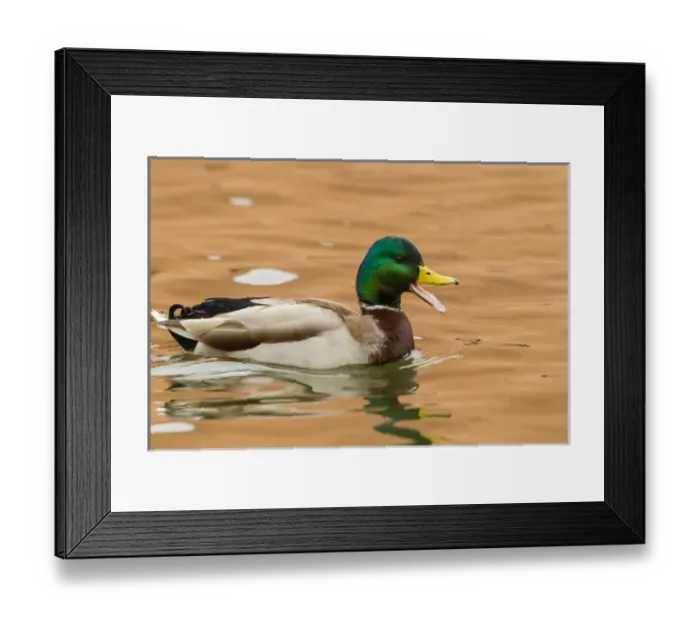 Framed Print : USA, New Mexico. Male mallard duck in water Framed Print : USA, New Mexico. Male mallard duck in water