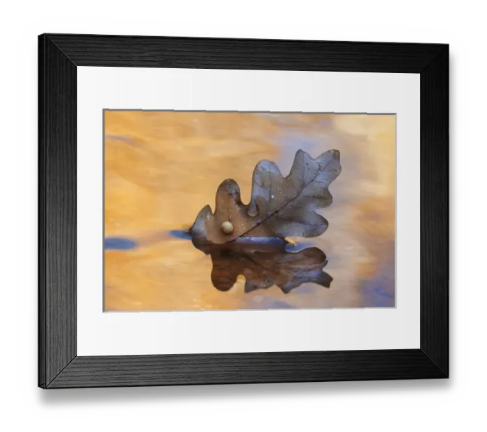 Framed Print : USA, New Mexico. Oak leaf in stream at Ghost Ranch