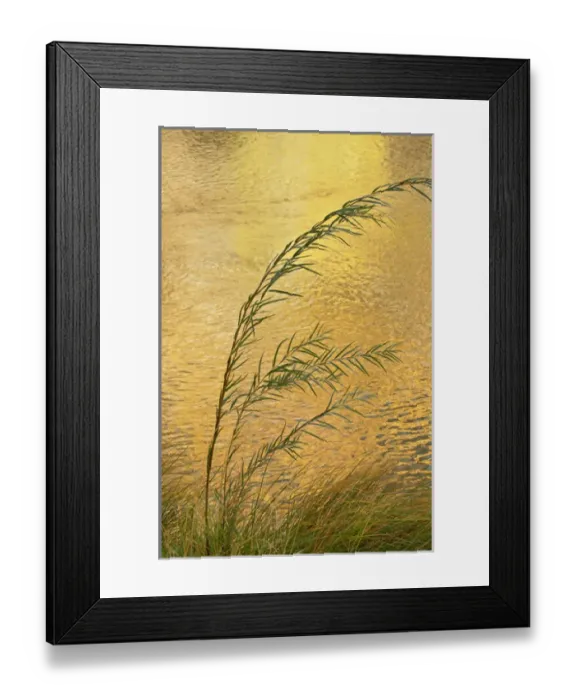 Framed Print : USA, New Mexico. Grass and sky reflections in the Chama River Framed Print : USA, New Mexico. Grass and sky reflections in the Chama River