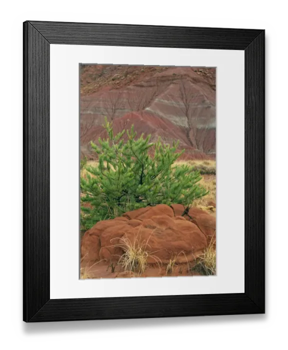 Framed Print : USA, New Mexico. Scenic of red rocks and green pine tree Framed Print : USA, New Mexico. Scenic of red rocks and green pine tree