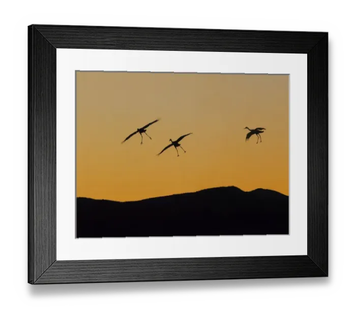 Framed Print : greater white-fronted geese, Anser albifrons, flying along the Arctic coast during summer migration Framed Print : greater white-fronted geese, Anser albifrons, flying along the Arctic coast during summer migration