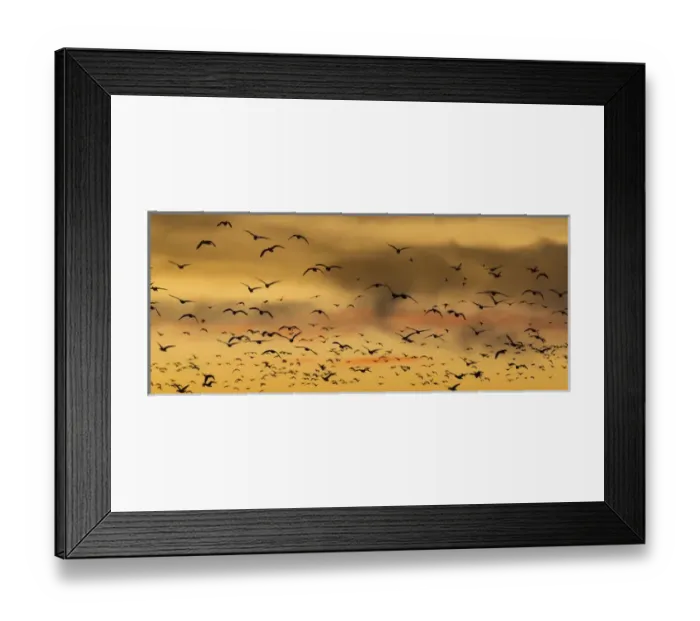 Framed Print : USA, New Mexico, Bosque del Apache National Wildlife Refuge. Snow geese flying at sunset Framed Print : USA, New Mexico, Bosque del Apache National Wildlife Refuge. Snow geese flying at sunset