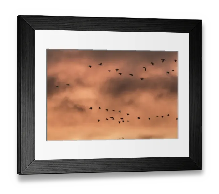 Framed Print : USA, New Mexico, Bosque del Apache National Wildlife Refuge. Snow geese at sunrise Framed Print : USA, New Mexico, Bosque del Apache National Wildlife Refuge. Snow geese at sunrise