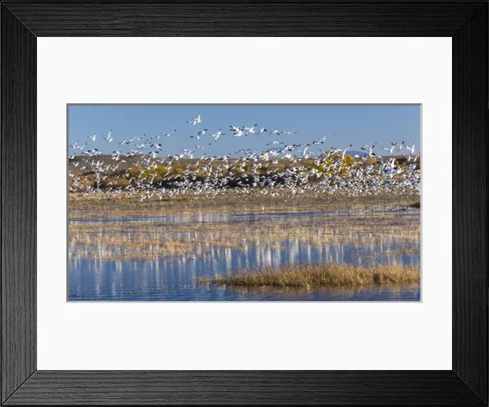 Framed Print : USA, New Mexico, Bosque del Apache National Wildlife Refuge. Snow geese take flight