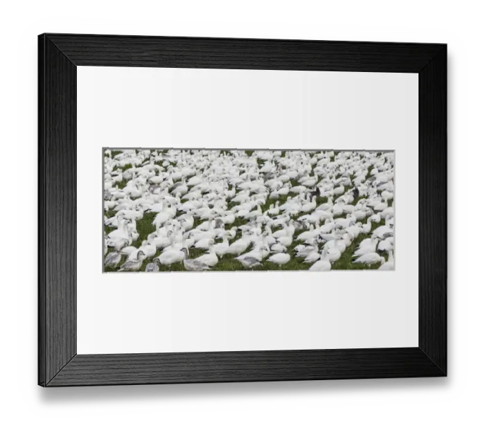 Framed Print : USA, New Mexico, Bosque del Apache National Wildlife Refuge. Snow geese flock on grass Framed Print : USA, New Mexico, Bosque del Apache National Wildlife Refuge. Snow geese flock on grass