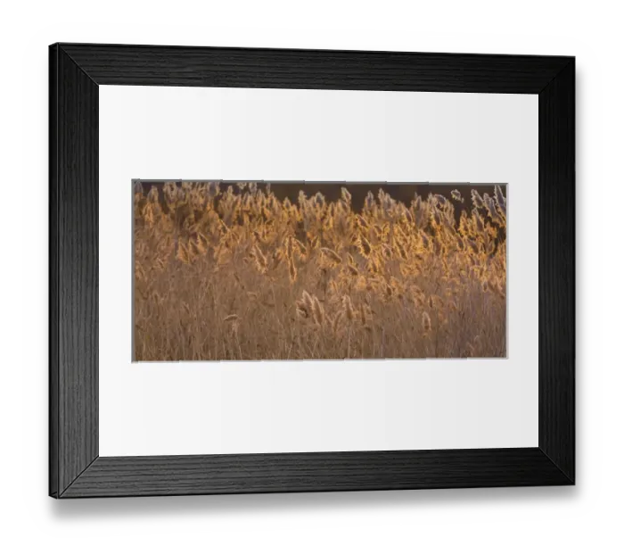 Framed Print : USA, New Mexico, Bosque del Apache National Wildlife Refuge. Backlit grasses. Credit as