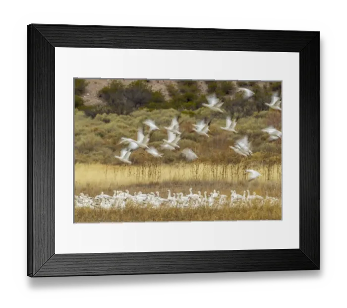 Framed Print : USA, New Mexico, Bosque Del Apache National Wildlife Refuge. Snow geese taking flight Framed Print : USA, New Mexico, Bosque Del Apache National Wildlife Refuge. Snow geese taking flight