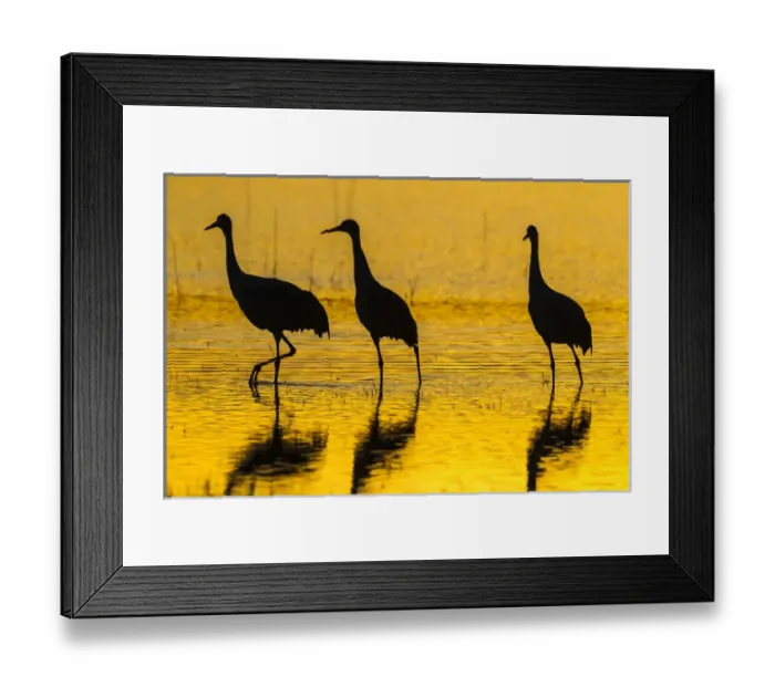Framed Print : USA, New Mexico, Bosque Del Apache National Wildlife Refuge. Sandhill cranes at sunset Framed Print : USA, New Mexico, Bosque Del Apache National Wildlife Refuge. Sandhill cranes at sunset