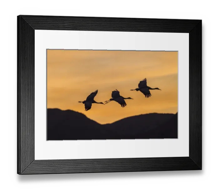 Framed Print : USA, New Mexico, Bosque Del Apache National Wildlife Refuge. Sandhill cranes flying at sunset Framed Print : USA, New Mexico, Bosque Del Apache National Wildlife Refuge. Sandhill cranes flying at sunset