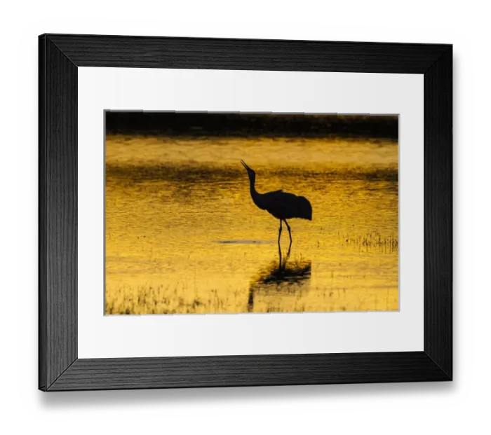 Framed Print : USA, New Mexico, Bosque Del Apache National Wildlife Refuge. Sandhill crane at sunset Framed Print : USA, New Mexico, Bosque Del Apache National Wildlife Refuge. Sandhill crane at sunset