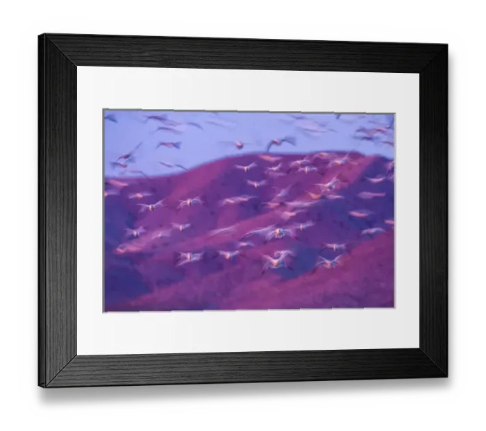 Framed Print : USA, New Mexico, Bosque Del Apache National Wildlife Refuge. Snow geese flying at sunrise Framed Print : USA, New Mexico, Bosque Del Apache National Wildlife Refuge. Snow geese flying at sunrise