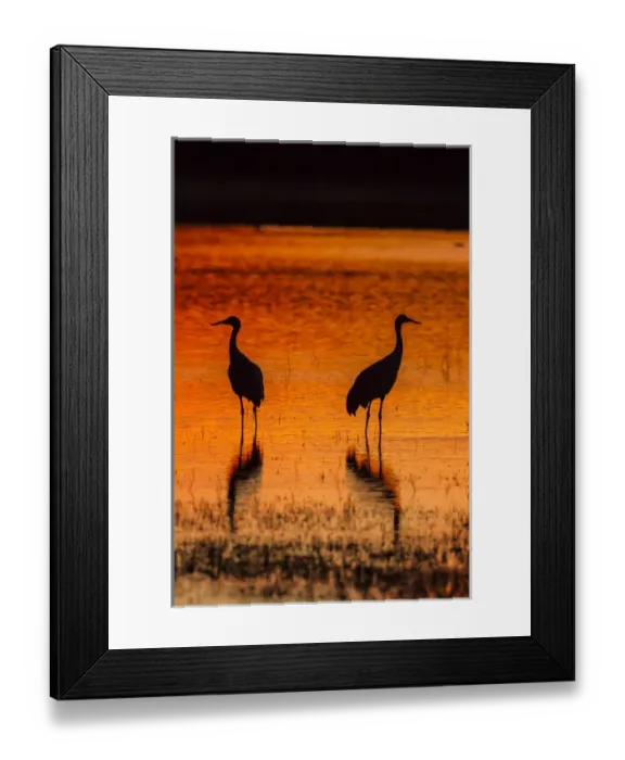 Framed Print : USA, New Mexico, Bosque Del Apache National Wildlife Refuge. Sandhill cranes at sunset Framed Print : USA, New Mexico, Bosque Del Apache National Wildlife Refuge. Sandhill cranes at sunset