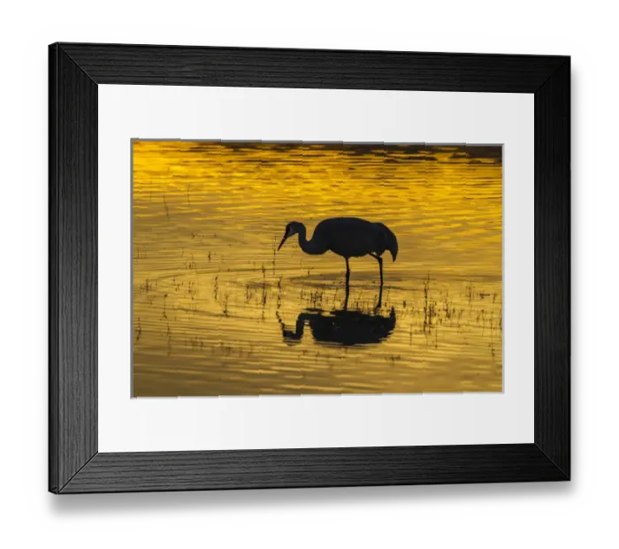 Framed Print : USA, New Mexico, Bosque Del Apache National Wildlife Refuge, sandhill cranes & sunset Credit as