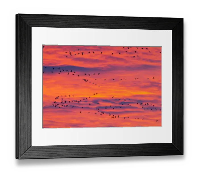 Framed Print : USA, New Mexico, Bosque Del Apache National Wildlife Refuge. Snow geese flying at sunrise Framed Print : USA, New Mexico, Bosque Del Apache National Wildlife Refuge. Snow geese flying at sunrise