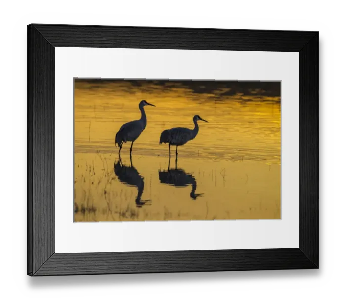 Framed Print : USA, New Mexico, Bosque Del Apache National Wildlife Refuge. Sandhill cranes at sunset Framed Print : USA, New Mexico, Bosque Del Apache National Wildlife Refuge. Sandhill cranes at sunset