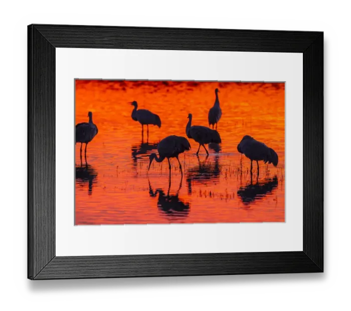 Framed Print : USA, New Mexico, Bosque Del Apache National Wildlife Refuge. Sandhill cranes at sunset Framed Print : USA, New Mexico, Bosque Del Apache National Wildlife Refuge. Sandhill cranes at sunset