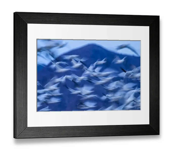 Framed Print : USA, New Mexico, Bosque Del Apache National Wildlife Refuge. Snow geese in flight