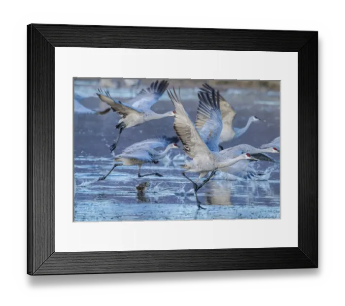 Framed Print : USA, New Mexico, Bosque Del Apache National Wildlife Refuge. Sandhill cranes taking flight Framed Print : USA, New Mexico, Bosque Del Apache National Wildlife Refuge. Sandhill cranes taking flight