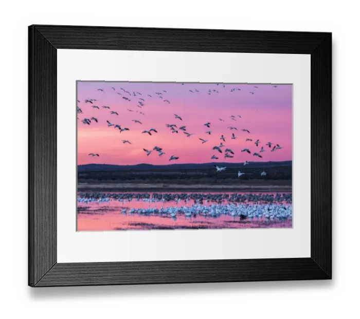 Framed Print : USA, New Mexico, Bosque Del Apache National Wildlife Refuge Framed Print : USA, New Mexico, Bosque Del Apache National Wildlife Refuge