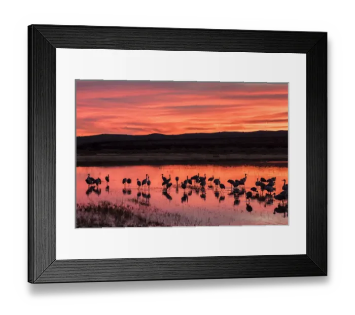Framed Print : USA, New Mexico, Bosque Del Apache National Wildlife Refuge. Sandhill cranes at sunset Framed Print : USA, New Mexico, Bosque Del Apache National Wildlife Refuge. Sandhill cranes at sunset