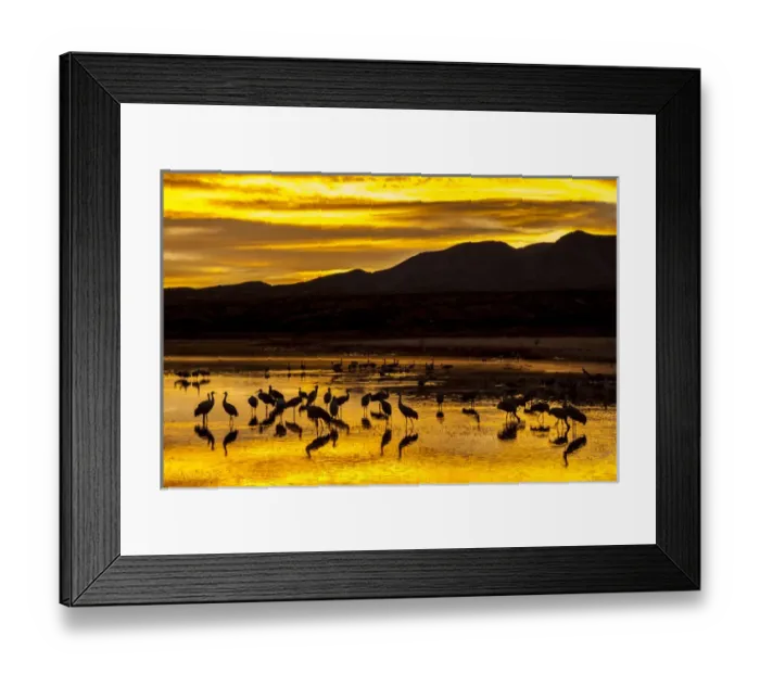 Framed Print : USA, New Mexico, Bosque Del Apache National Wildlife Refuge. Sandhill cranes at sunrise Framed Print : USA, New Mexico, Bosque Del Apache National Wildlife Refuge. Sandhill cranes at sunrise