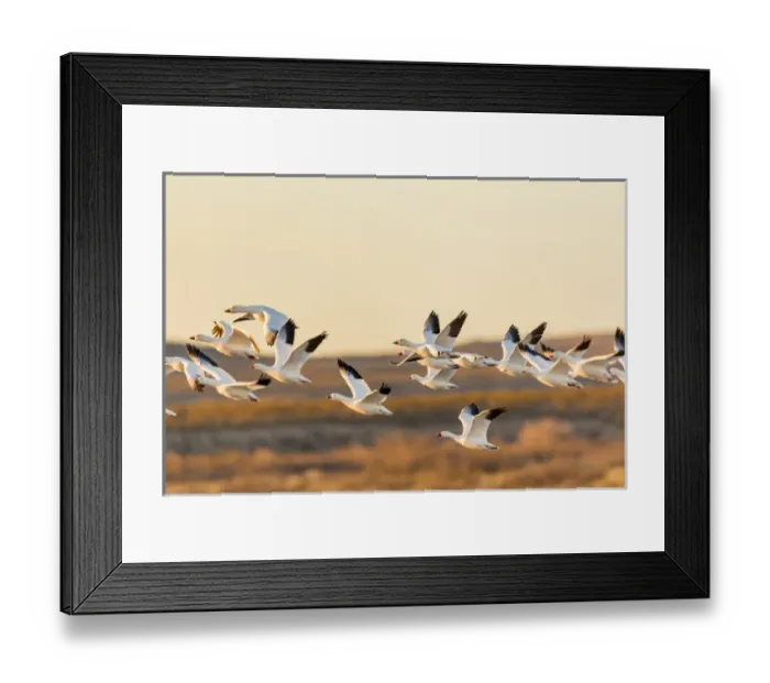 Framed Print : USA, New Mexico, Bosque del Apache Natural Wildlife Refuge. Mixed geese flying. Credit as Framed Print : USA, New Mexico, Bosque del Apache Natural Wildlife Refuge. Mixed geese flying. Credit as