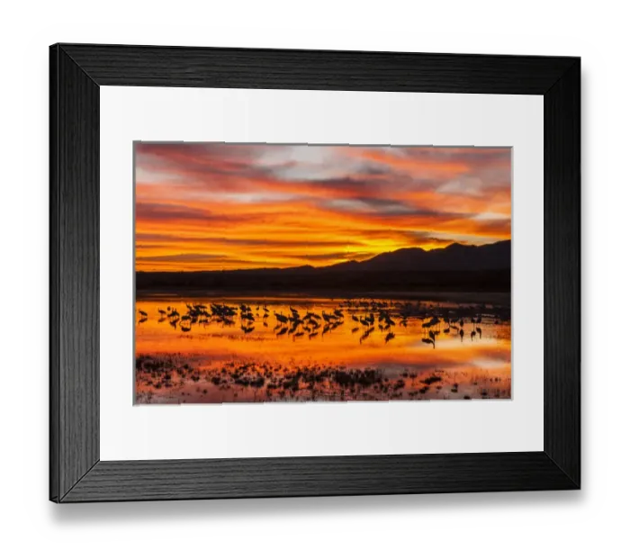 Framed Print : USA, New Mexico, Bosque Del Apache National Wildlife Refuge. Sandhill cranes at sunrise Framed Print : USA, New Mexico, Bosque Del Apache National Wildlife Refuge. Sandhill cranes at sunrise