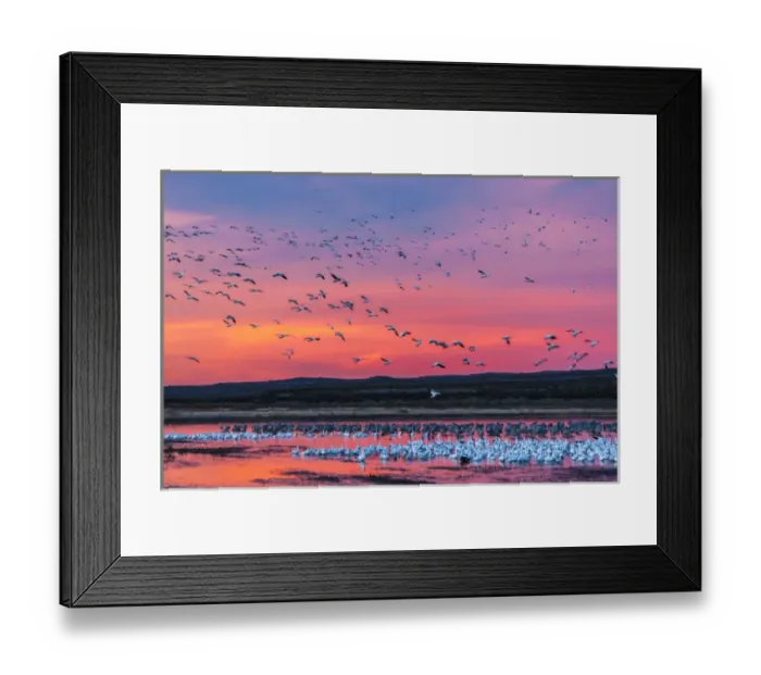 Framed Print : USA, New Mexico, Bosque Del Apache National Wildlife Refuge. Snow geese at sunset Framed Print : USA, New Mexico, Bosque Del Apache National Wildlife Refuge. Snow geese at sunset