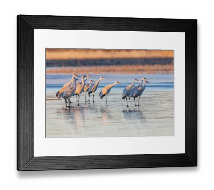 Framed Print : USA, New Mexico, Bosque del Apache Natural Wildlife Refuge. Sandhill cranes on ice at sunrise
