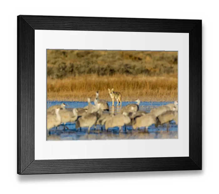 Framed Print : USA, New Mexico, Bosque del Apache Natural Wildlife Refuge. Coyote and sandhill cranes Framed Print : USA, New Mexico, Bosque del Apache Natural Wildlife Refuge. Coyote and sandhill cranes