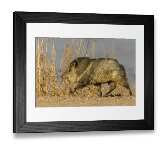 Framed Print : USA, New Mexico, Bosque Del Apache National Wildlife Refuge. Profile of javelina Framed Print : USA, New Mexico, Bosque Del Apache National Wildlife Refuge. Profile of javelina